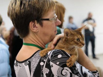 Фоторепортаж з виставки кішок - в очікуванні дива - () - зоотверь - товариський довідково -