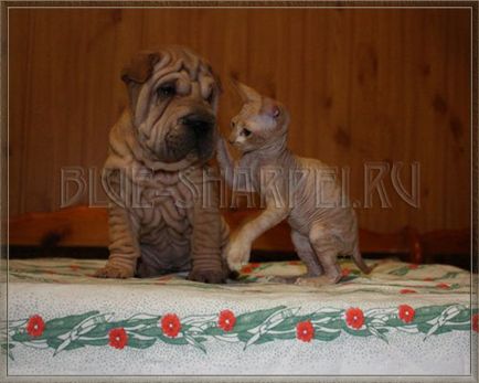 Fotografie de Shar Pei și pisică, pisici și shar pei