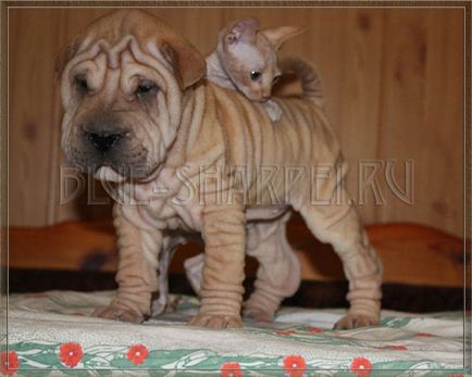 Fotografie de Shar Pei și pisică, pisici și shar pei