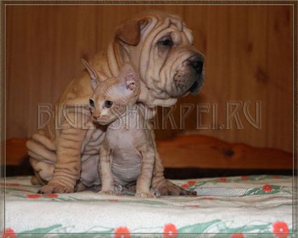 Fotografie de Shar Pei și pisică, pisici și shar pei
