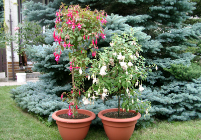 Fuchsia - articole - cum să crească un copac fuchsia timp de un an și jumătate