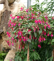 Fuchsia - articole - cum să crească un copac fuchsia timp de un an și jumătate