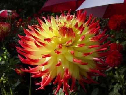 Dahlia cactus se amestecă cu fotografie