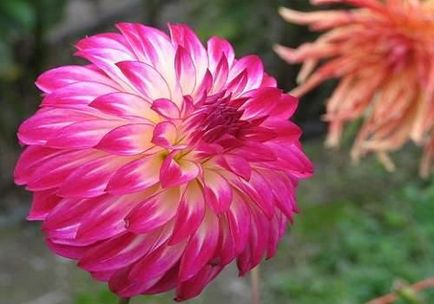 Dahlias cactus plantare, îngrijire, boli, viața mea