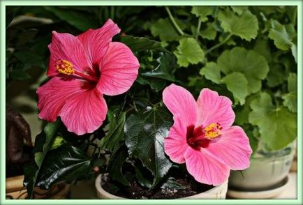 Hibiscus (hibiscus)