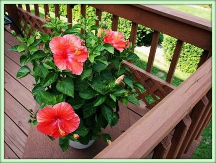 Hibiscus (hibiscus)