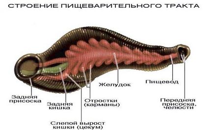 Hirudoterapia cu revizii climatice