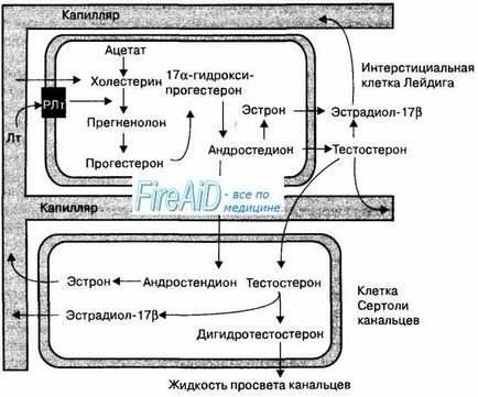 Reglementarea hormonală a spermatogenezei