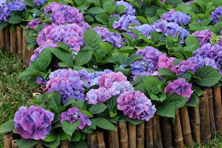 Plantarea plantelor Hydrangea, îngrijirea și reproducerea pe teren deschis pe urale