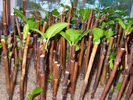 Plantarea plantelor Hydrangea, îngrijirea și reproducerea pe teren deschis pe urale