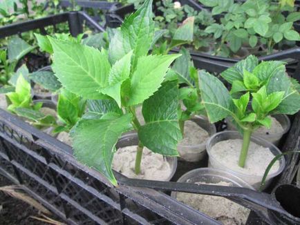 Plantarea plantelor Hydrangea, îngrijirea și reproducerea pe teren deschis pe urale