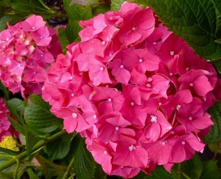 Hortensia într-o oală la domiciliu caracteristică, specie și soiuri, oală selecție, cerințe pentru