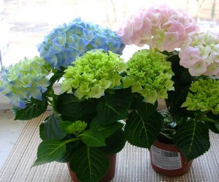 Hortensia într-o oală la domiciliu caracteristică, specie și soiuri, oală selecție, cerințe pentru