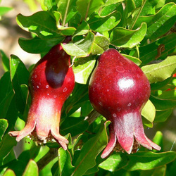 Rodul de rodie (camera de granat)