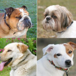 Grup de câini sau selecție de rasă parte 2, alianță