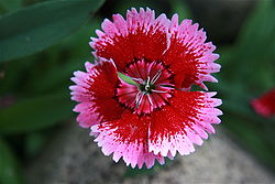 Carnation Alpine