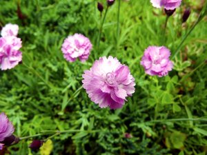 Гвоздика альпійська, опис сорту і особливості цвітіння рослини, в якому кліматі його вирощують
