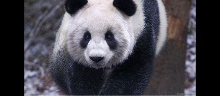 Цікаві факти про великих панд