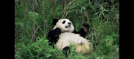 Цікаві факти про великих панд