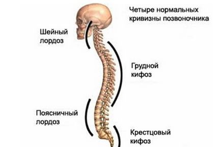 Curbură a coloanei vertebrale în copil provoacă