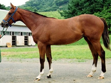 Кабардинський кінь характеристика, масті, зовнішній вигляд, фото і опис