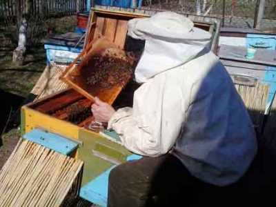 Cum să cureți un stup în primăvară (stup) Cum să cureți un stup în primăvară