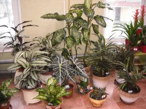 Hogyan juthat gyerekek Phalaenopsis, szobanövények