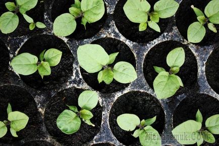 Ce vinete să plantezi