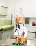 Які кішки лікують людей, кішкотерапія, фото, особливості кішкотерапія