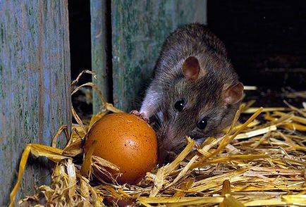 Cum să scapi de șobolani în colacul de pui