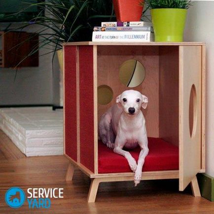 Cum să scapi de mirosul unui câine într-un apartament, confortul casei tale este în mâinile tale