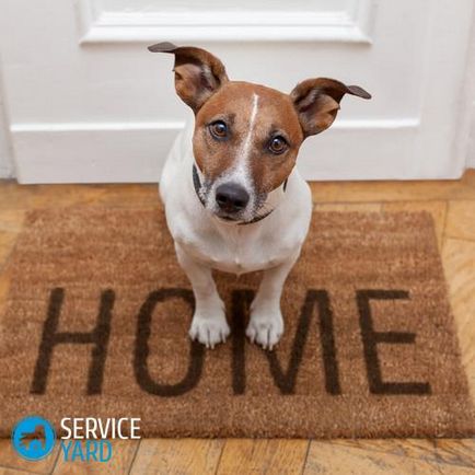 Cum să scapi de mirosul unui câine într-un apartament, confortul casei tale este în mâinile tale
