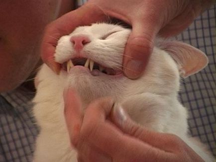 Cum de a da unei pisici o tabletă care să o înghită
