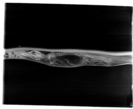 Modul în care crocodilul este digerat în stomacul python