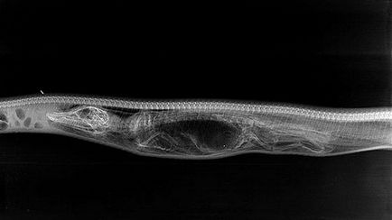 Modul în care crocodilul este digerat în stomacul python