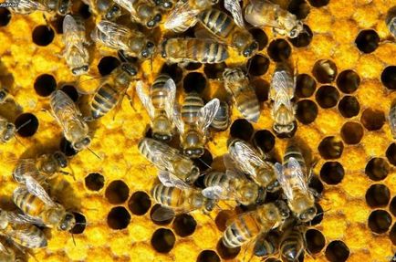 Cum de a deschide o afacere în apicultură, o revistă de afaceri