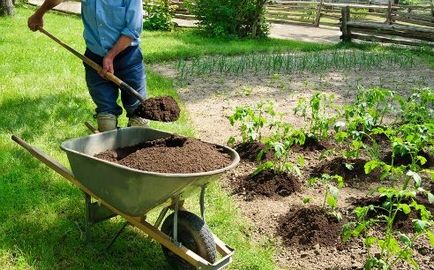 Який гній найкращий для городу особливості правильного добрива