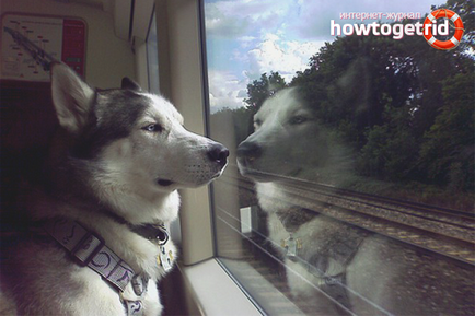 Як перевезти собаку в поїзді, літаку чи машині