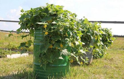 Cum de a lega un castravete pe un pat - cele mai bune sfaturi și idei din fotografie - lumea plantelor