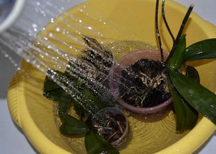 Як поливати орхідею в домашніх умовах - докладний опис і правила!