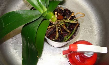 Як поливати орхідею в домашніх умовах - докладний опис і правила!