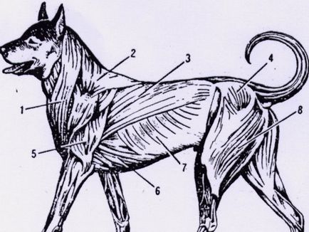 Cum sa faci un cocoș de câini - dogweb - știri câine