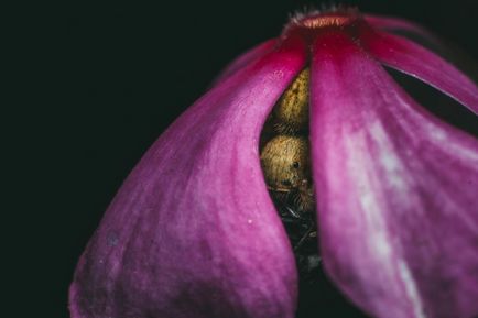 Cât de minunată este această lume pentru finalistii concursului de fotografie Smithsonian 2016