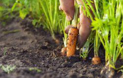 Як проріджувати морква на грядці у відкритому грунті