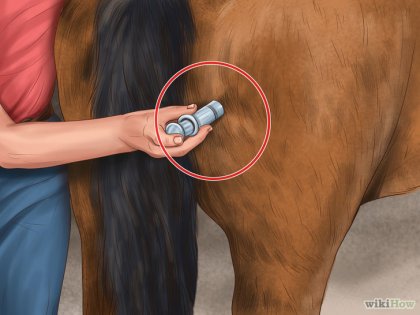 Cum să faceți o injecție de cai