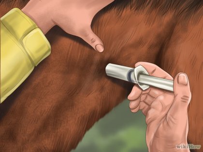 Cum să faceți o injecție de cai