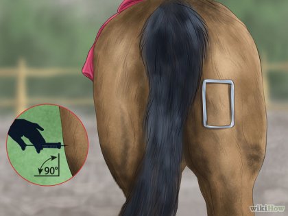Hogyan készítsünk egy injekciót ló