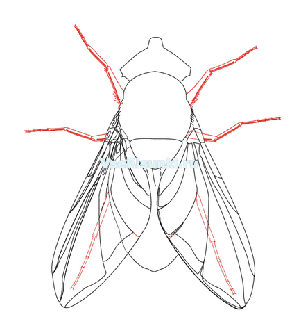 Як зробити крила для костюма мухи