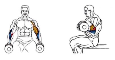 Як зробити плечі ширше в домашніх умовах - вправи