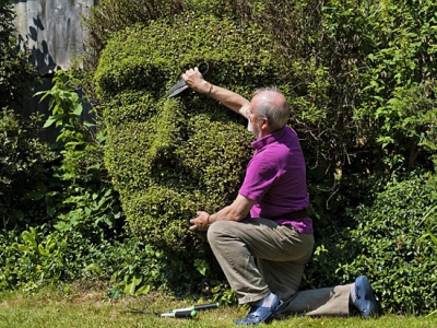 Cum de a crea un topiary în grădină